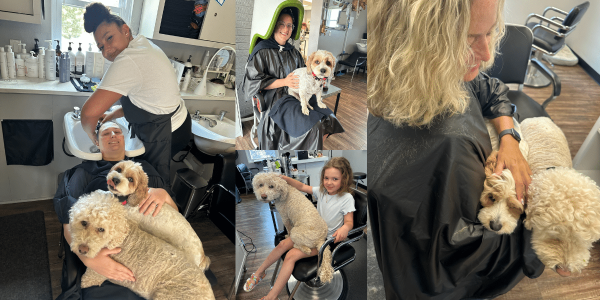 Doodle curl support dogs at a curly hair specialist shop in Pittsburgh.